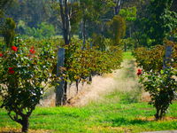 The Red Apron Gourmet Kitchen - Lismore Accommodation