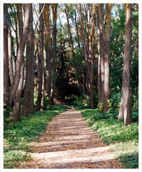 The Field of Dreams Cafe - Accommodation Daintree