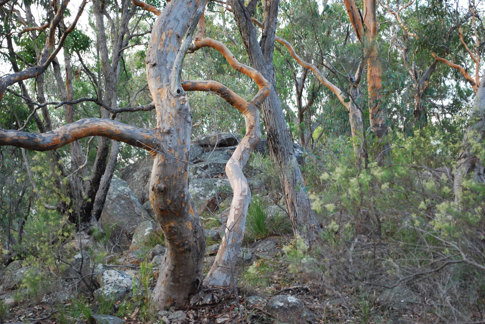 Twisted Gum Wines - thumb 2