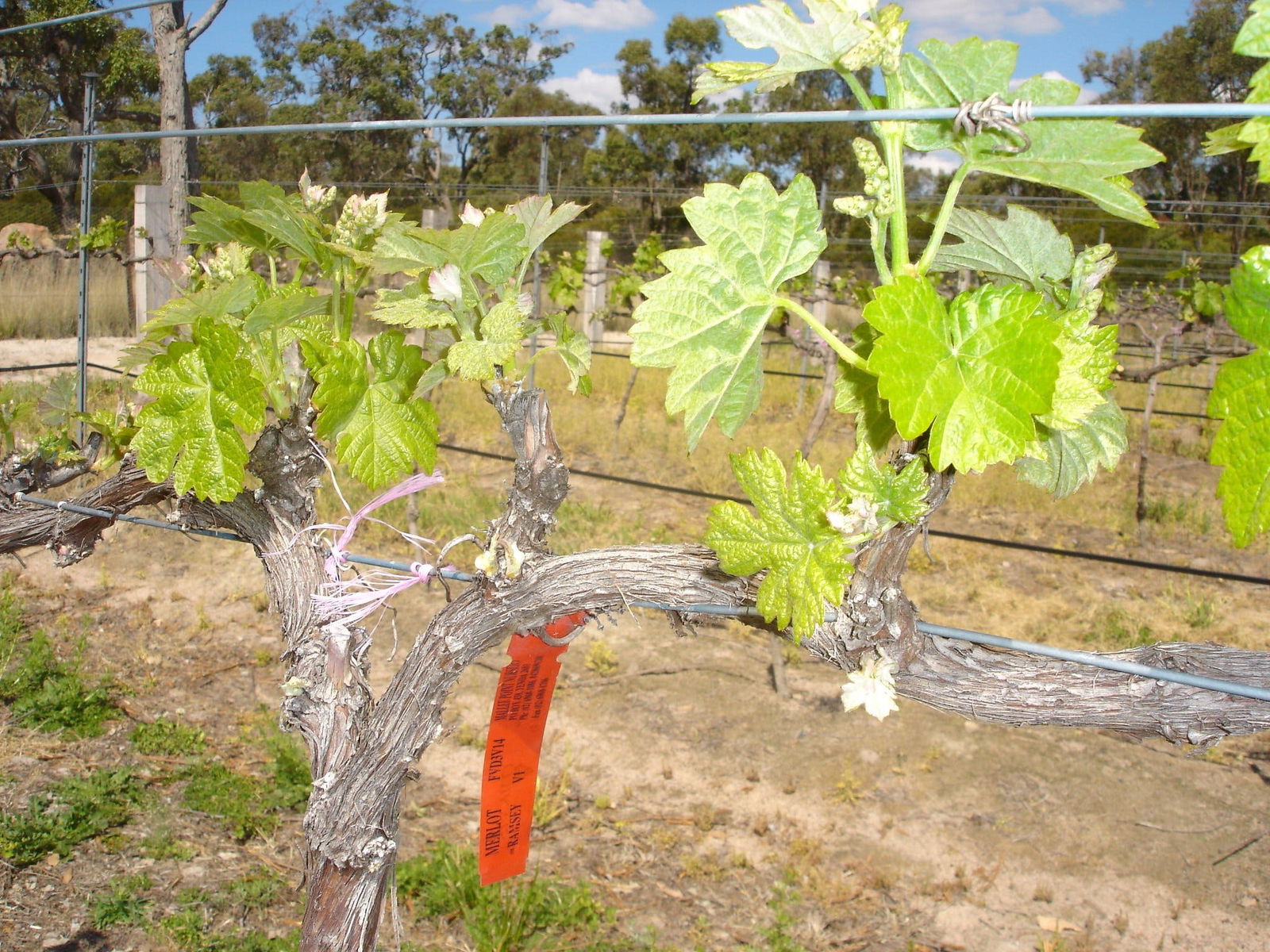 Banca Ridge Cellar Door And Vineyard - thumb 1