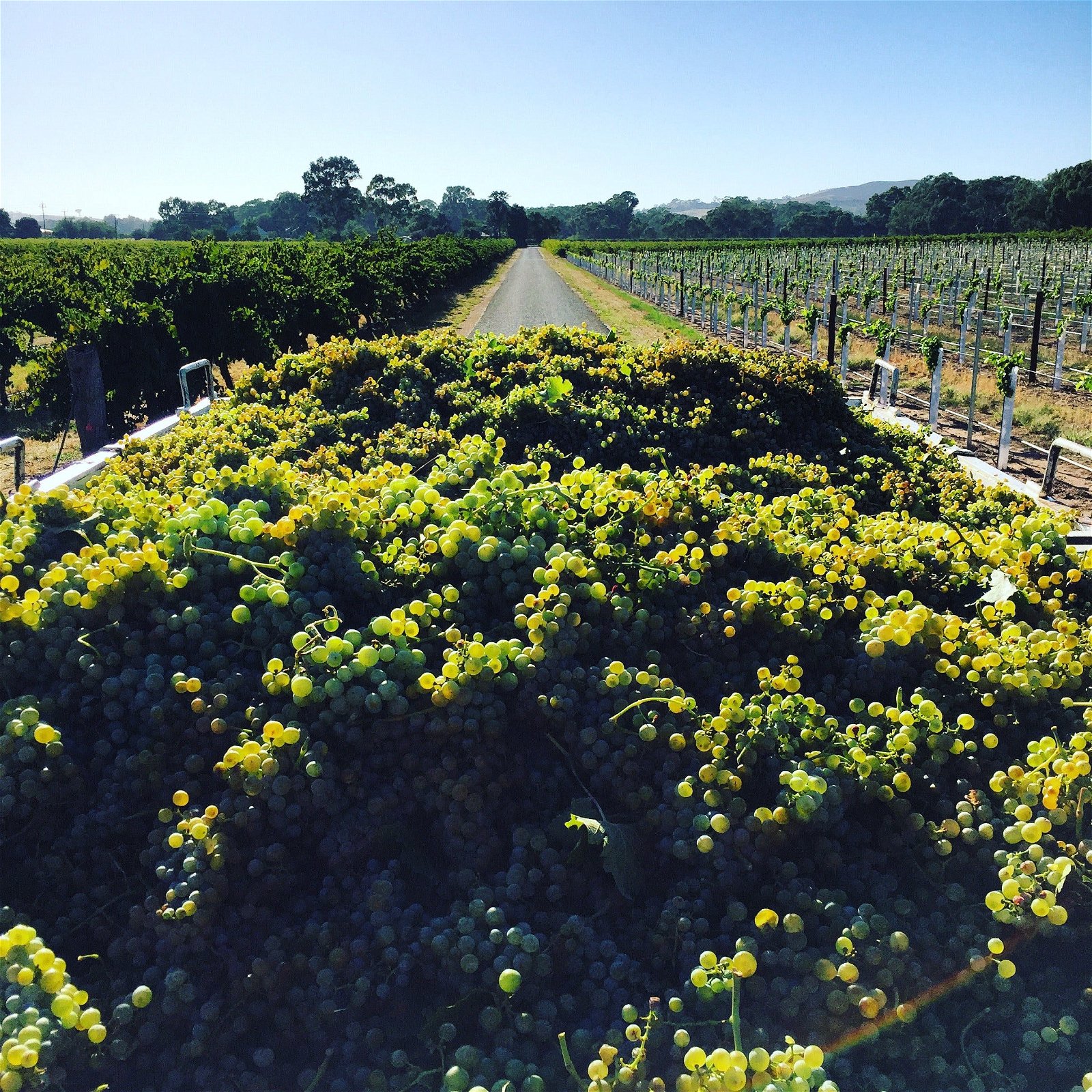 Willows Vineyard - Mount Gambier Accommodation