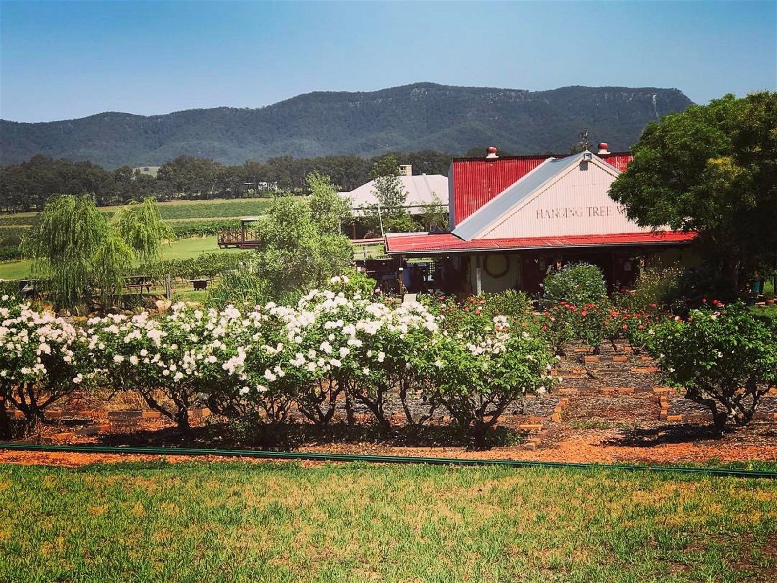 Hanging Tree Wines - Northern Rivers Accommodation