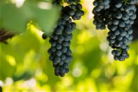 Garden  Field Wines - Lismore Accommodation