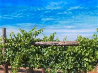 Rowsley Fault Vineyards - Bundaberg Accommodation