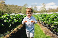 Hillwood Berries Farmgate  Pick Your Own - Accommodation Whitsundays