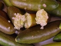 Sandy Creek Olives and Finger Limes - Pubs and Clubs