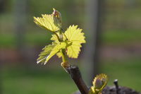 Serengale Vineyard - Mackay Tourism