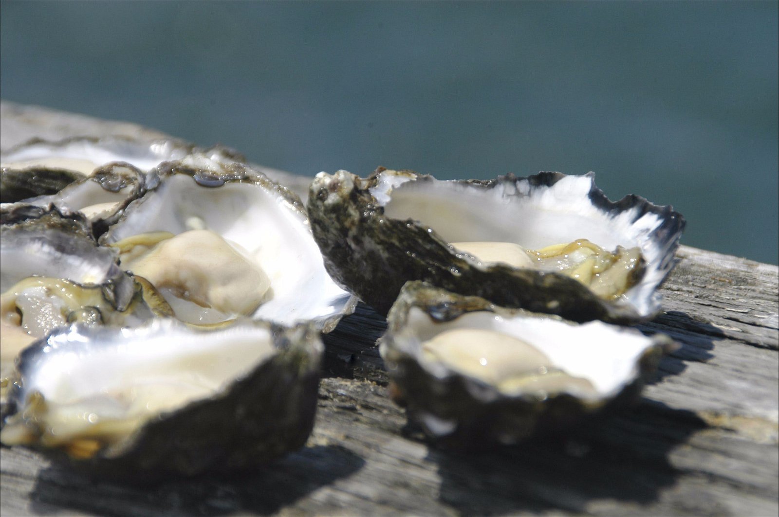 Jim Wild's Oyster Service - Northern Rivers Accommodation