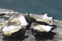 Jim Wild's Oyster Service - New South Wales Tourism 