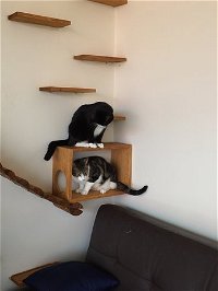 Hobart Cat Cafe - Stayed