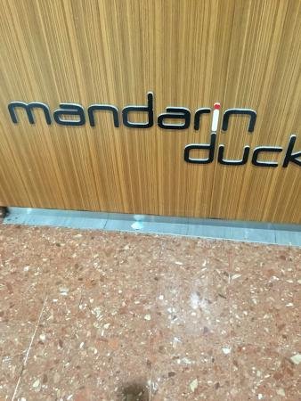 Mandarin Duck - Pubs Sydney