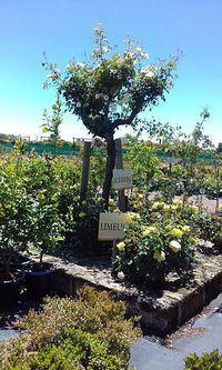 Roworth Rose Nursery - Accommodation Brisbane