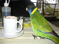 cafe on the dam - Mackay Tourism