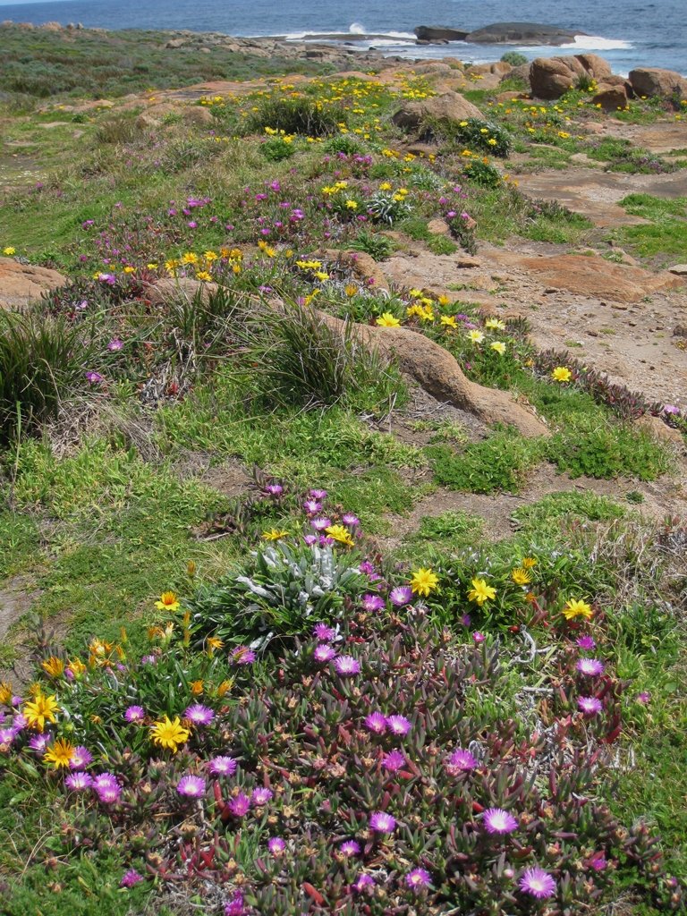 Cape Leeuwin Cafe - thumb 8