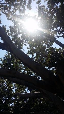 The Season Tree - Broome Tourism