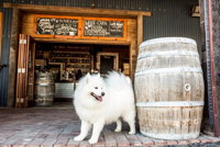 Smiling Samoyed Brewery - Tourism Brisbane