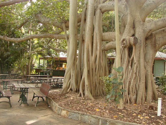 Gardens Tearooms - Pubs Sydney