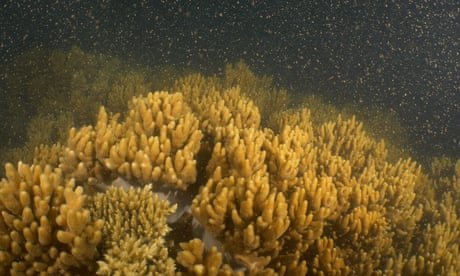 ‘A beautiful milestone’: coral grown in Great Barrier Reef nursery spawns for first time
