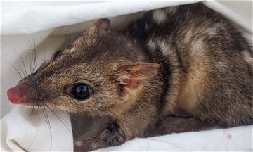 Dying for sex: endangered male quolls may be mating themselves to death instead of sleeping, scientists say