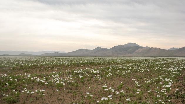 Enjoy the Flowering Season in Chile's Atacama Desert