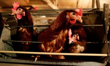 New Zealand bans battery cages for hens – but replacement ‘just as bad’