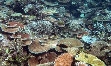 Record coral cover on parts of Great Barrier Reef at risk from global heating, scientists warn