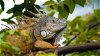 Tours to Discover the Reptiles of Yucatan, Mexico