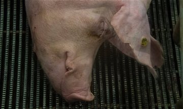 Watchdog to monitor pork industry after Australian producer gobbled up by Brazilian behemoth