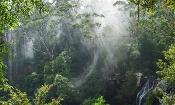 Water mining near Queensland’s Gondwana rainforest ‘unacceptably risky’, opponents say