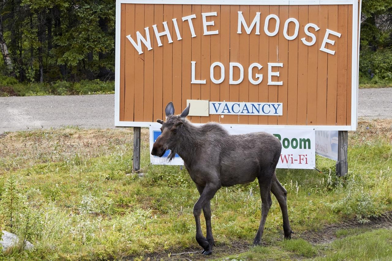White Moose Lodge - Accommodation Dallas