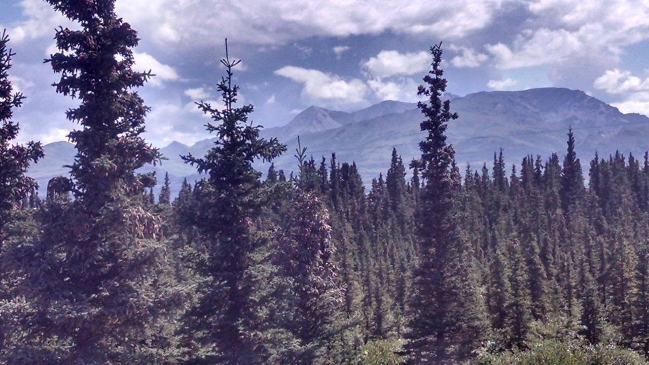 Alaskan Spruce Cabins - thumb 18