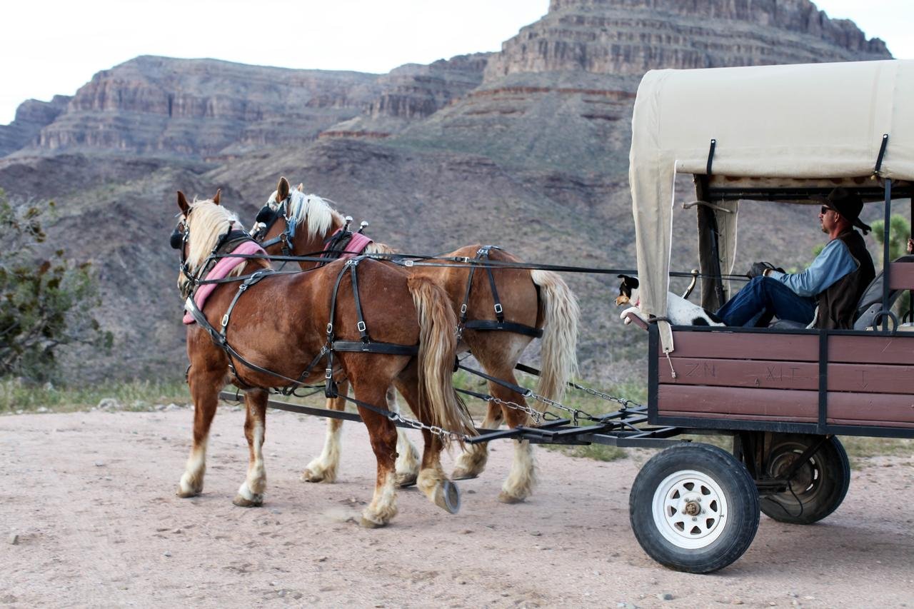Grand Canyon Western Ranch - thumb 15