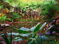 Daintree Eco Lodge  Spa - Bundaberg Accommodation