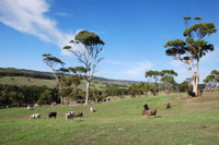 Lisieux Farm Bed and Breakfast - Yarra Valley Accommodation