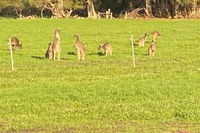 Carbunup Cottage - Lennox Head Accommodation