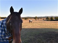 Clydesdale Cottage on Talga with real Clydesdale Horses - Accommodation Airlie Beach