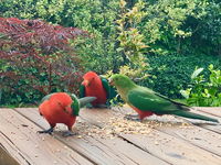 Crimson Villa - Accommodation Mt Buller