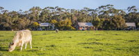 Freshwater Creek Cottages  Farm Stay - Australia Accommodation