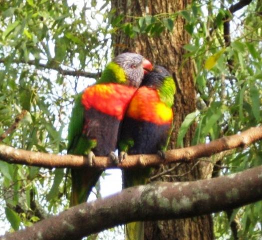 Bunya QLD Tourism Hervey Bay