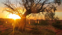 Giralia Homestay - South Australia Travel