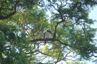 Jacaranda Hideaway Bed  Breakfast - Mackay Tourism