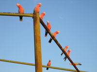 Ningaloo Bed and Breakfast - Accommodation Noosa