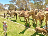 The Funny Farm - Animals / Churchhouse / Amazing Experience - Accommodation Sunshine Coast