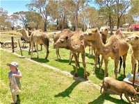 The Funny Farm - Animals / Churchhouse / Amazing Experience - New South Wales Tourism 
