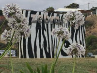 Zebras Guest House Geraldton - Accommodation Georgetown