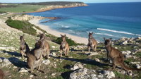 Waves  Wildlife Cottages Kangaroo Island - Tourism Bookings WA