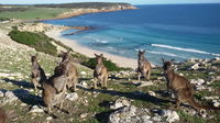 Waves  Wildlife Cottages Kangaroo Island - Accommodation Port Hedland