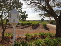 'In The Vines' Guest Cottage Barossa Valley - Accommodation Newcastle