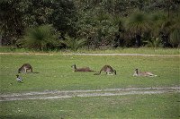 Yanchep  Lancelin - Wildlife Cave And Sands - Accommodation Cooktown