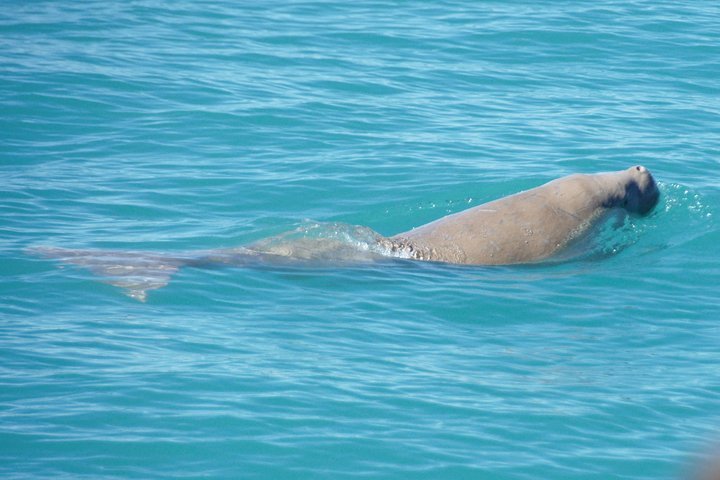 Snubfin Dolphin Eco Cruise from Broome